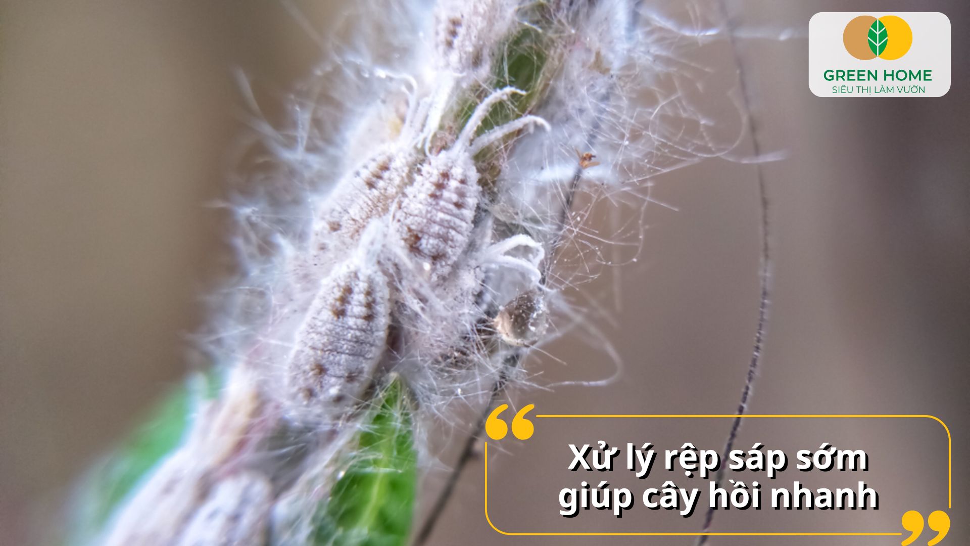 Lá non giữ màu xanh nhờ hoạt chất trị rệp sáp kịp thời