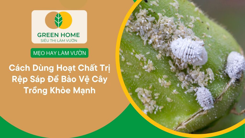 Hoạt chất trị rệp sáp giúp hạn chế sự lây lan trong vườn