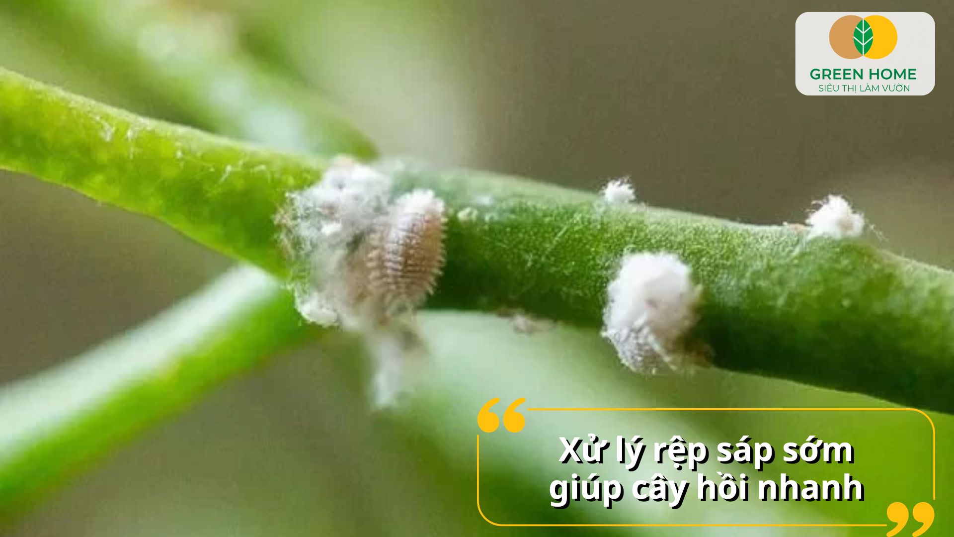 Vườn cây cảnh ít sâu bệnh nhờ hoạt chất trị rệp sáp