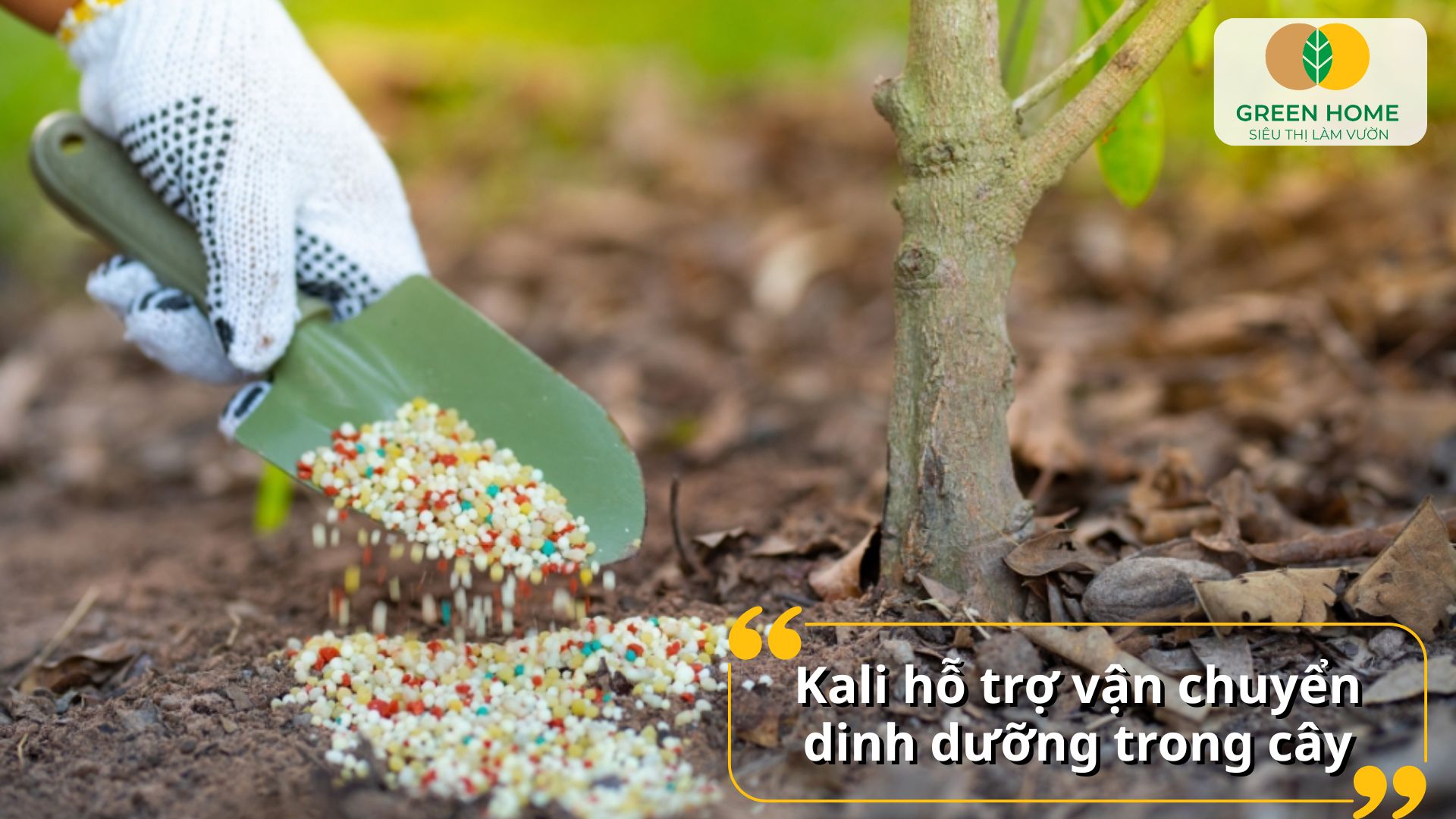 Bón phân kali cho cây mai giúp cành lá phát triển hài hòa