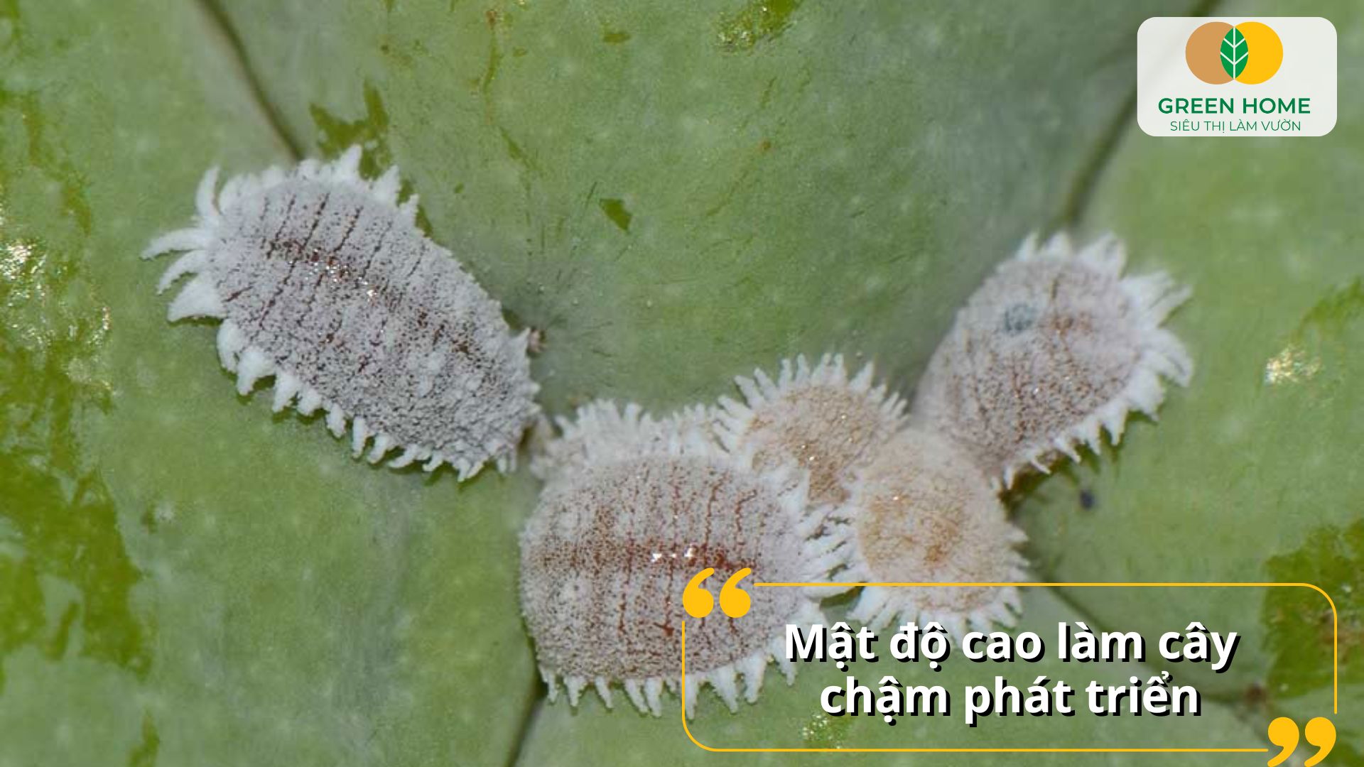 Cây phục hồi nhanh hơn khi được xử lý bằng hoạt chất trị rệp sáp