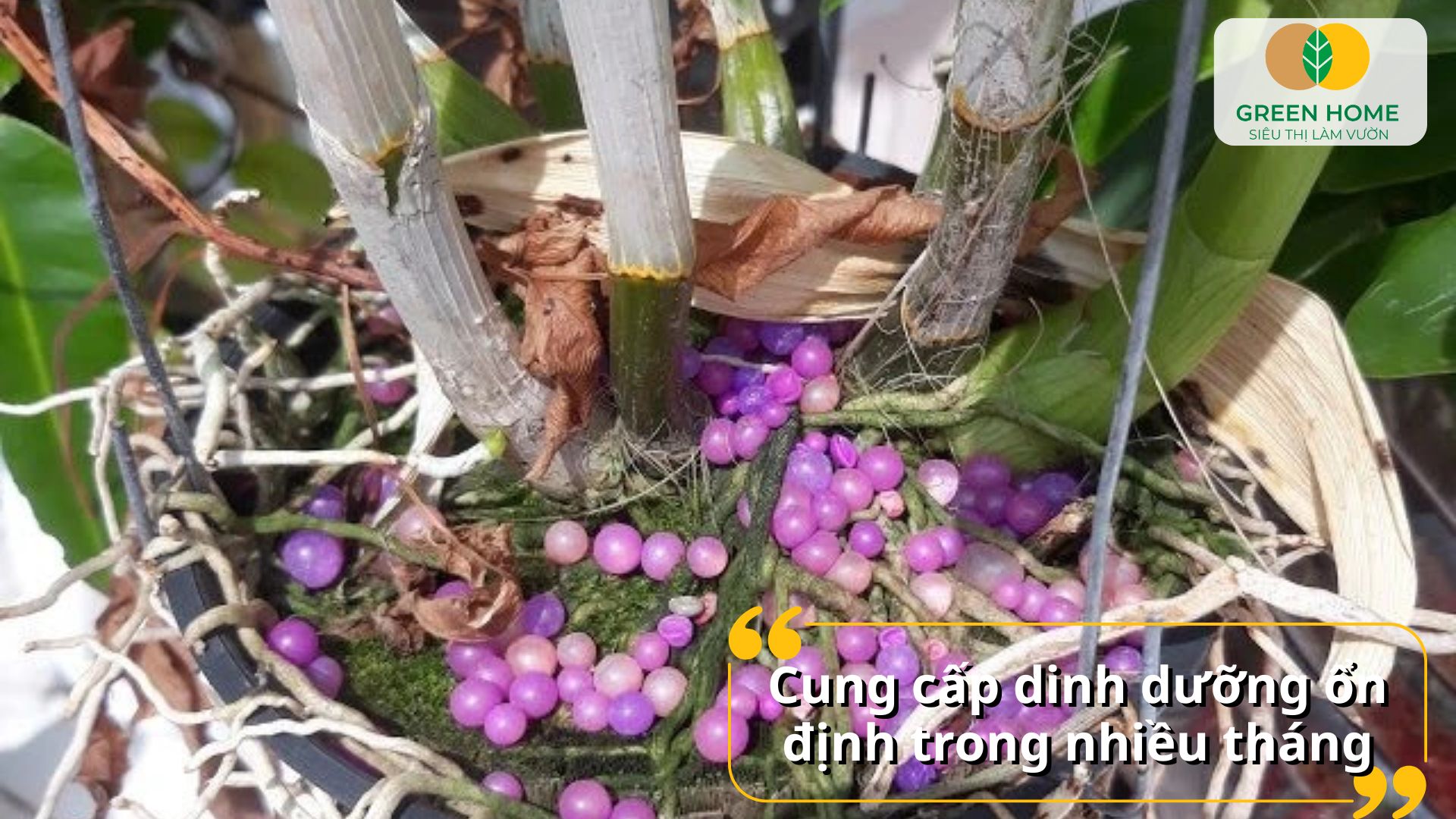 Cây phát triển xanh tốt hơn nhờ phân bón tan chậm Rynan