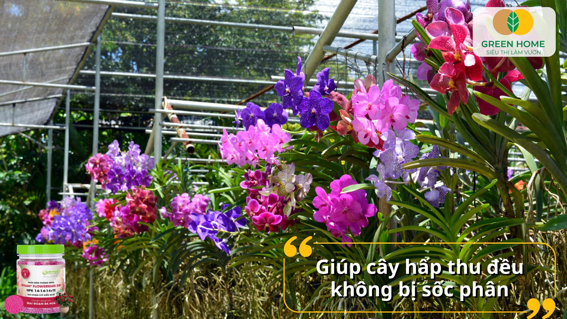 Hoa nở đều và đẹp nhờ phân bón tan chậm Rynan