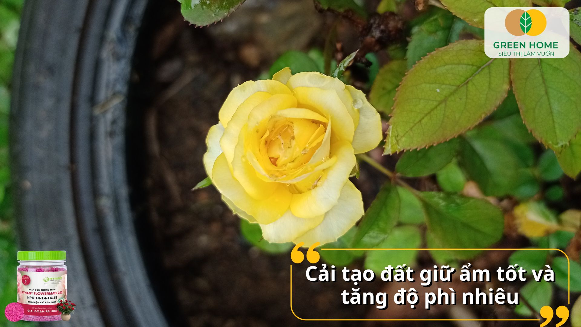 Phân bón tan chậm Rynan nuôi dưỡng cây cảnh bền đẹp