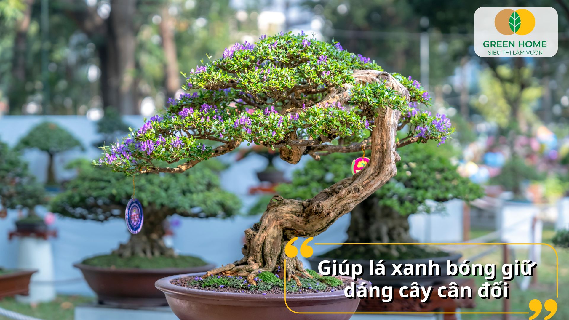 Bộ rễ phát triển khỏe mạnh nhờ phân tan chậm cho bonsai