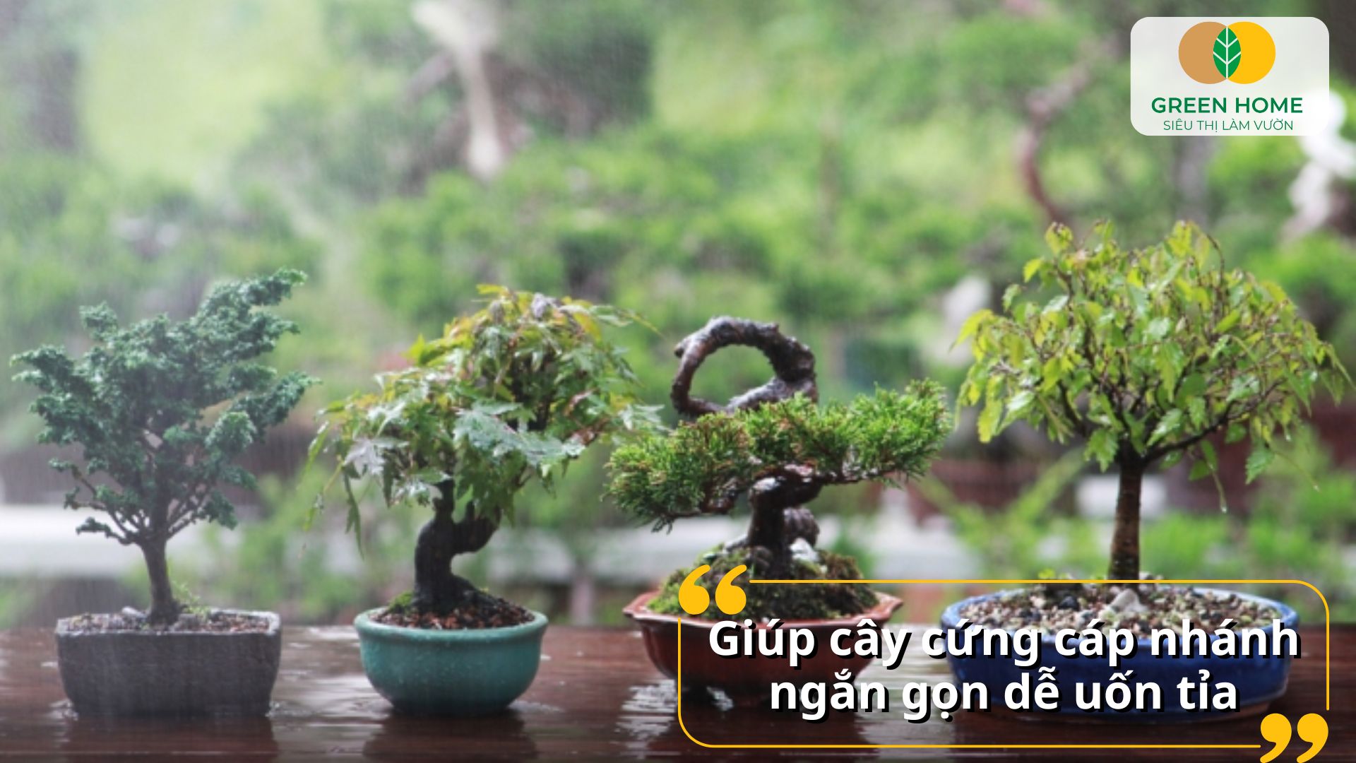 Phân tan chậm cho bonsai giúp tăng tuổi thọ cây cảnh