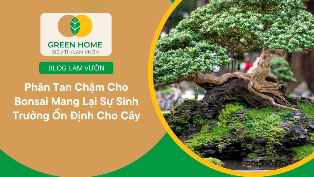Cây bonsai ít bị sâu bệnh hại khi dùng phân tan chậm cho bonsai