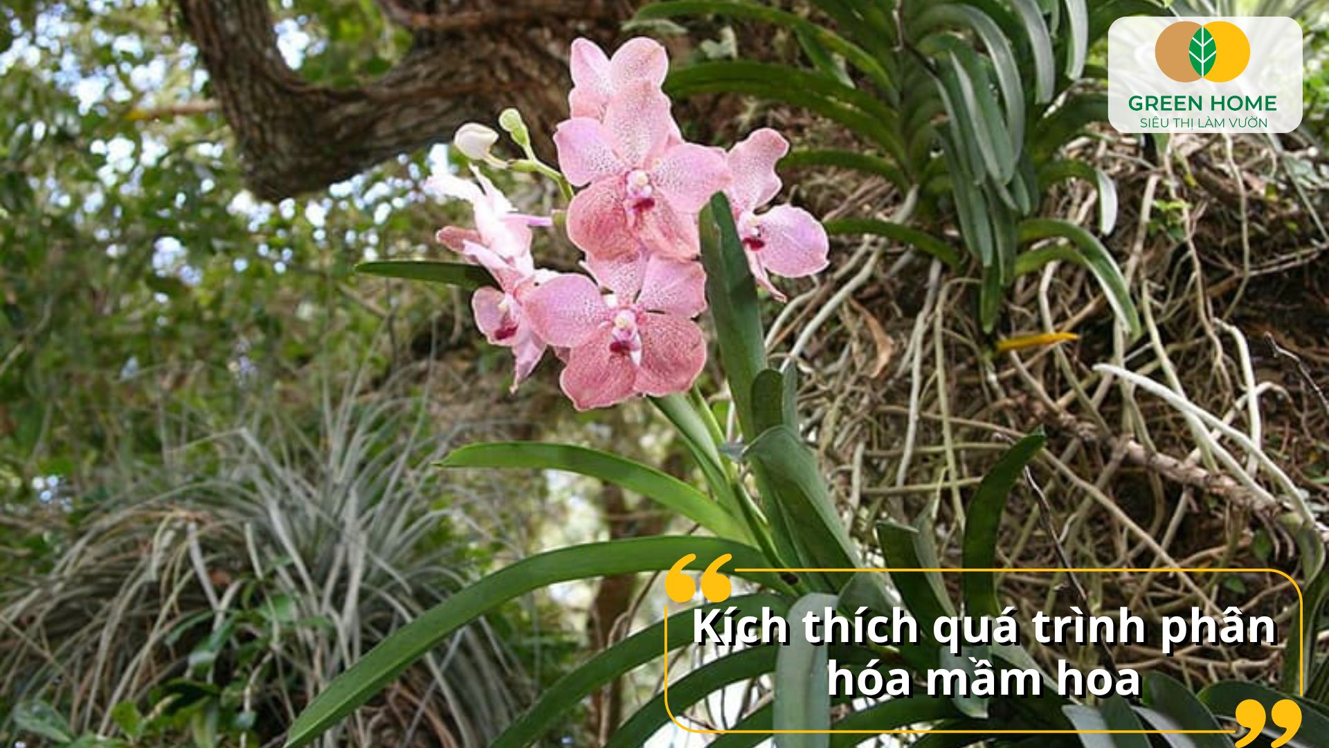 Cây lan ít bị vàng lá, rụng lá nhờ phân tan chậm cho lan