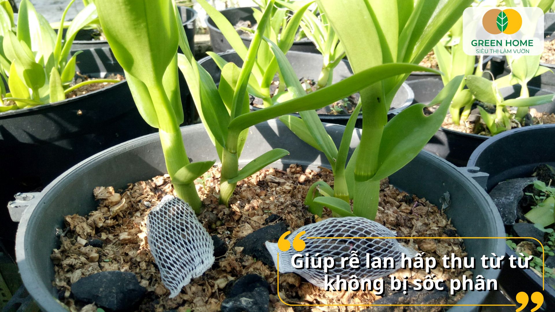 Hoa lan nở đẹp rực rỡ nhờ phân tan chậm cho lan