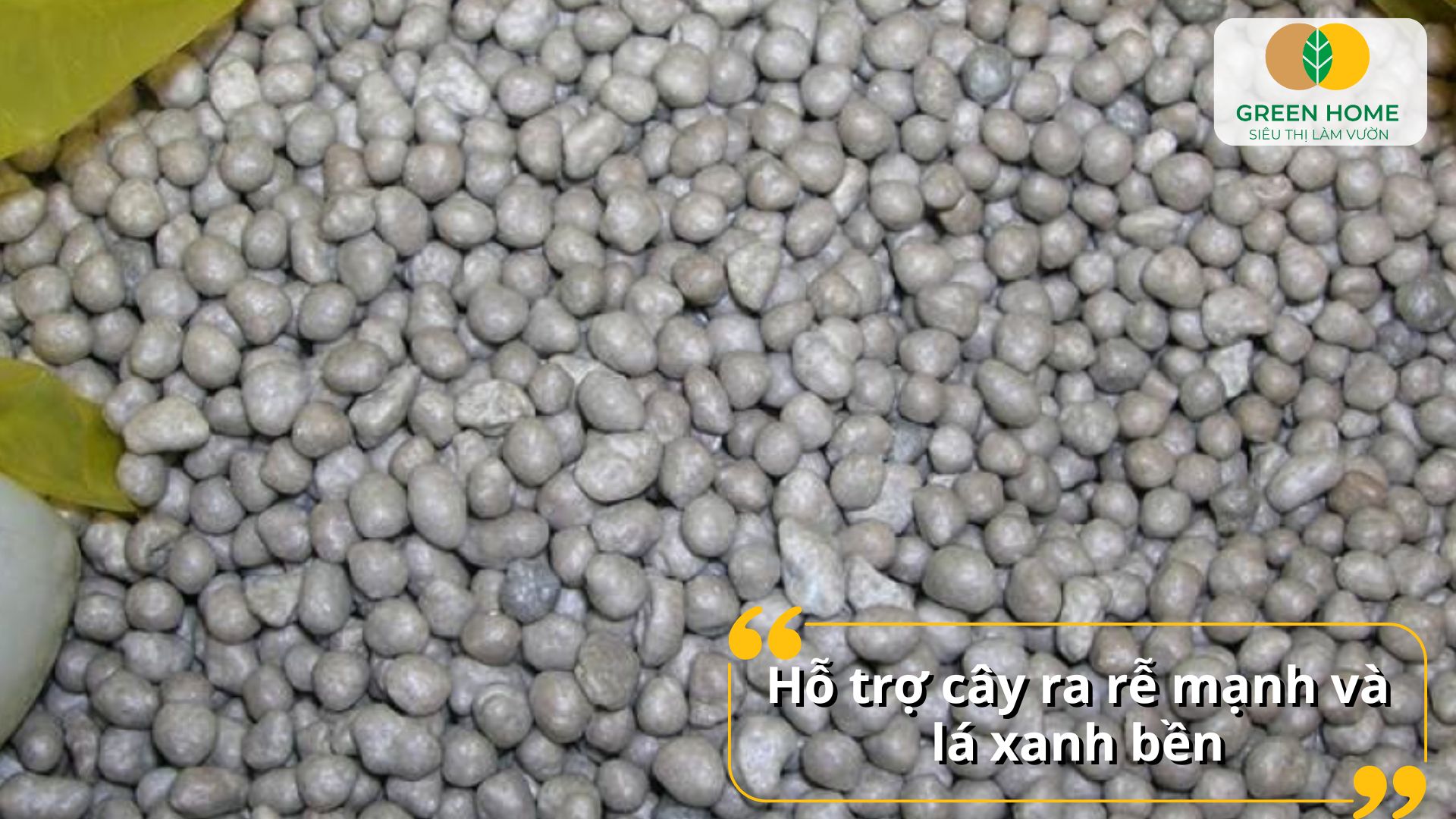 Lan phát triển ổn định và đồng đều nhờ phân tan chậm cho lan