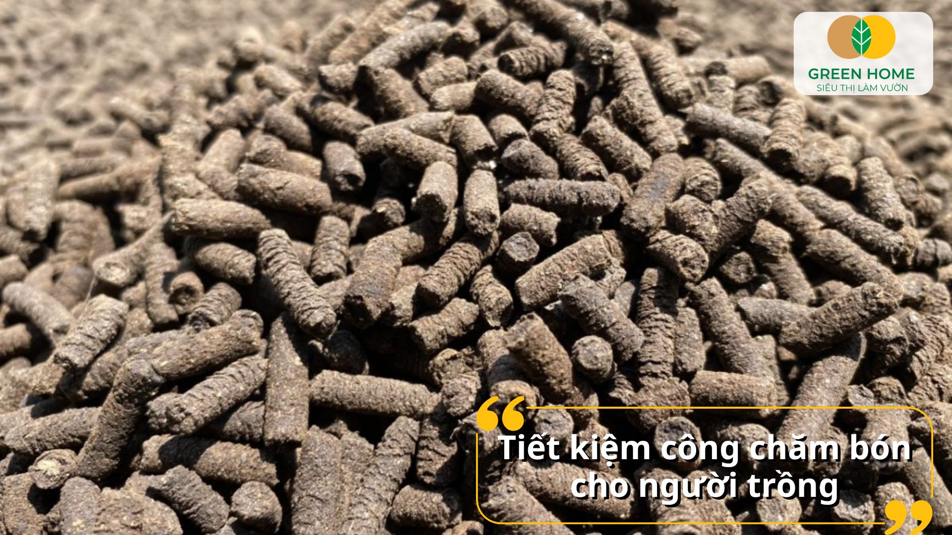 Cây lan khỏe mạnh quanh năm nhờ phân tan chậm cho lan