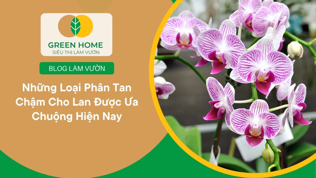 Dinh dưỡng cân đối và ổn định từ phân tan chậm cho lan
