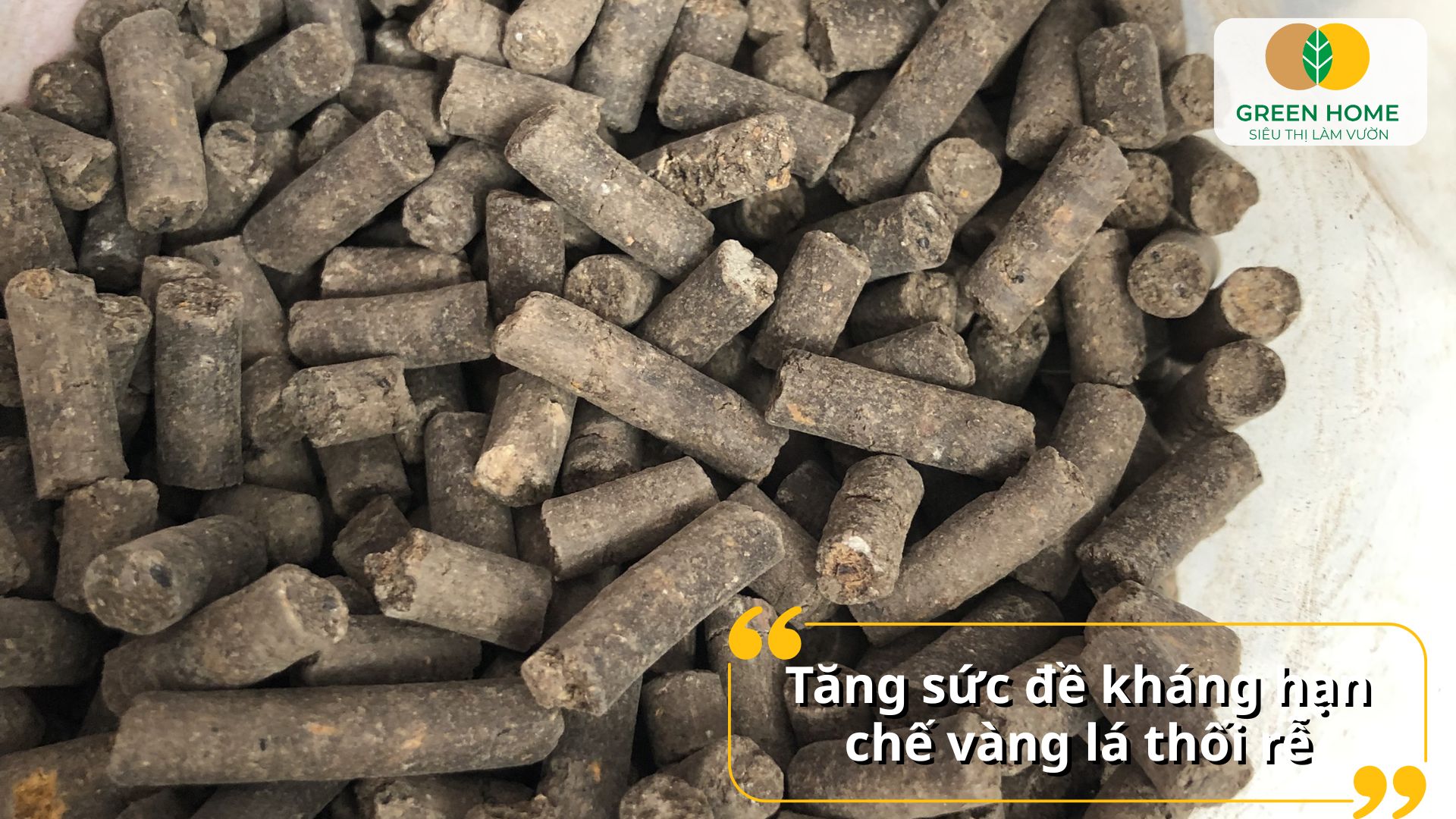 Nụ hoa to, bền và lâu tàn nhờ phân tan chậm cho lan