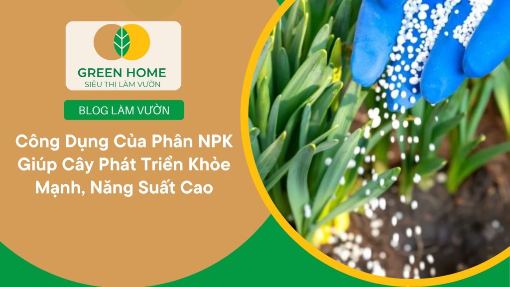 Rau ăn lá trở nên xanh đậm hơn nhờ công dụng của phân NPK đối với rau