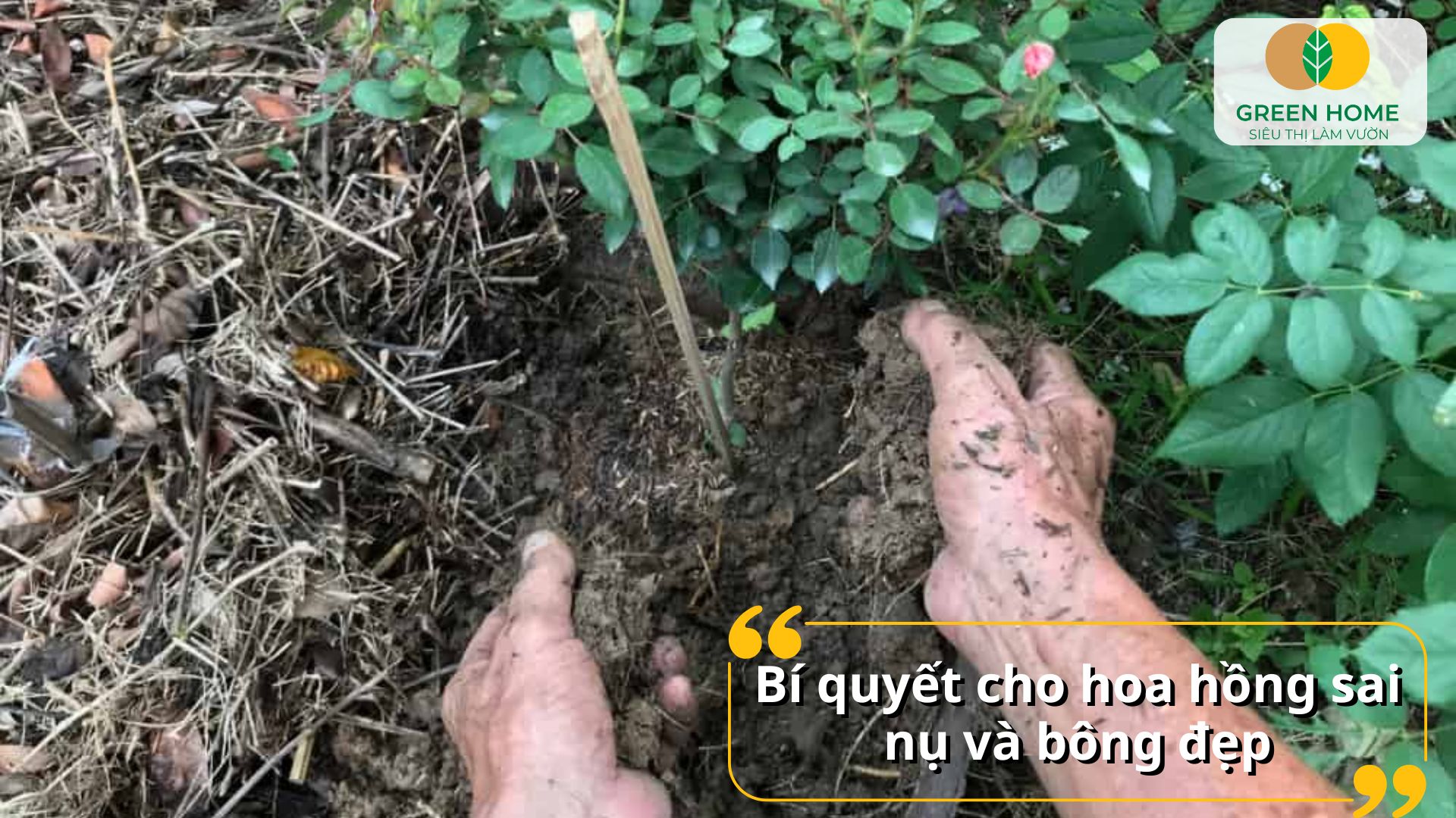 Bón NPK cho hoa hồng giúp hoa nở đồng loạt và đẹp mắt