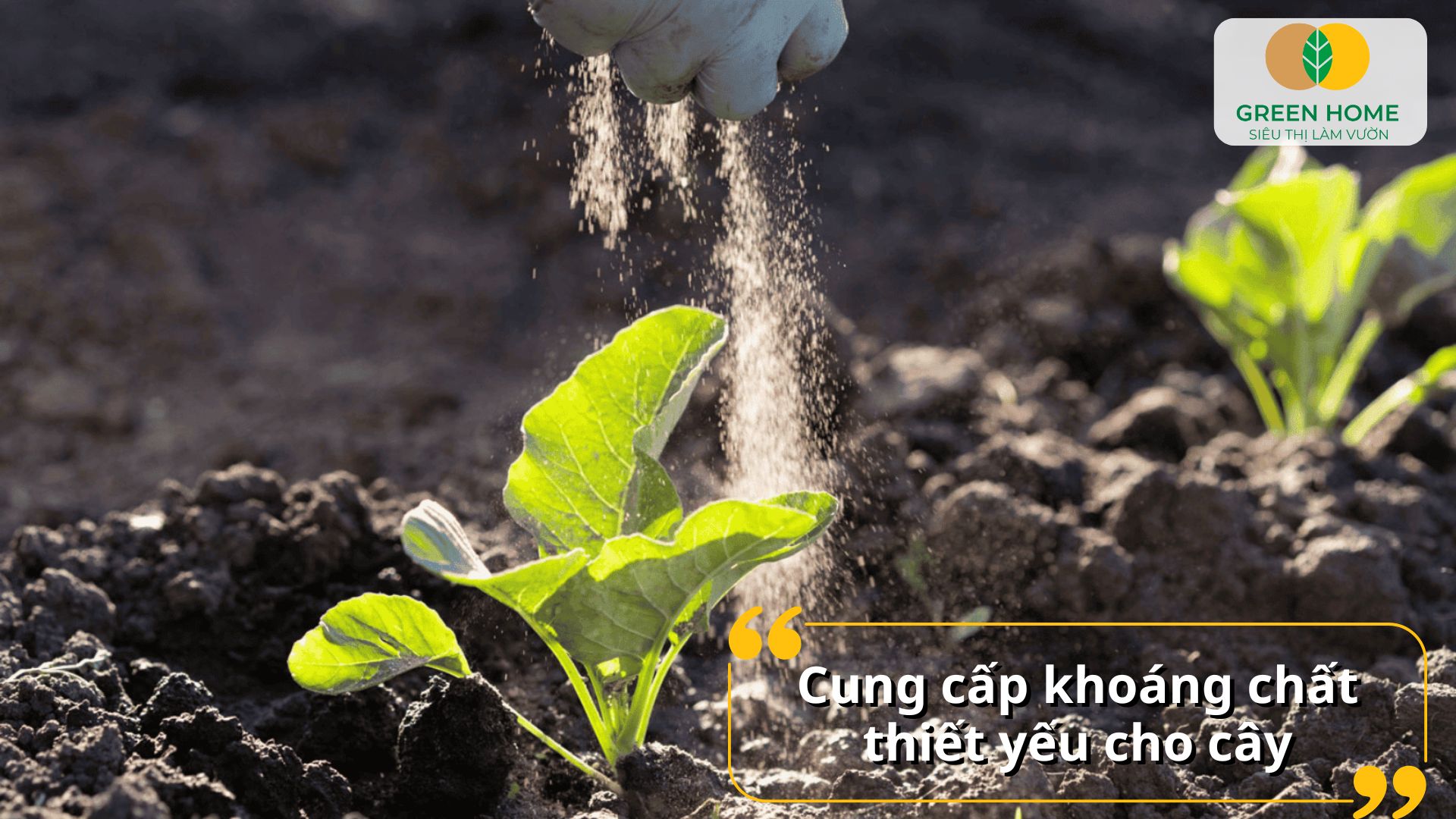 Công dụng của phân NPK đối với rau là giúp rau phát triển nhanh và đồng đều