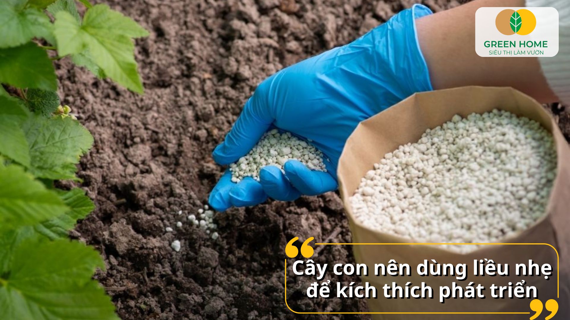 Cây ăn quả phát triển đồng đều nhờ hướng dẫn sử dụng phân bón NPK chuẩn