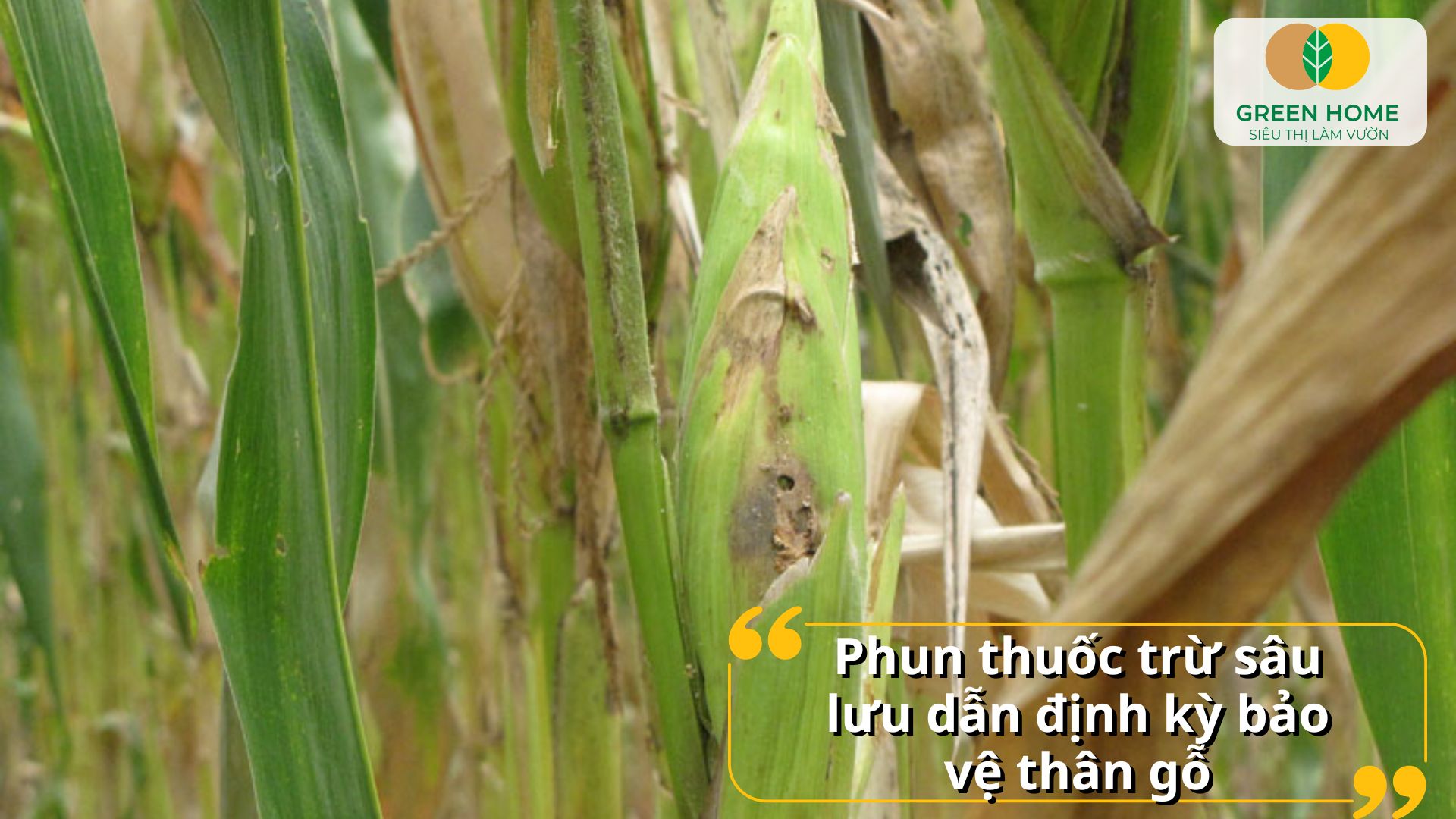 Trị sâu đục thân giúp giảm thiểu tổn thất năng suất