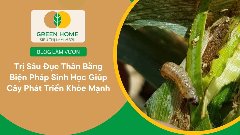 Trị sâu đục thân mang lại sự yên tâm cho nhà vườn