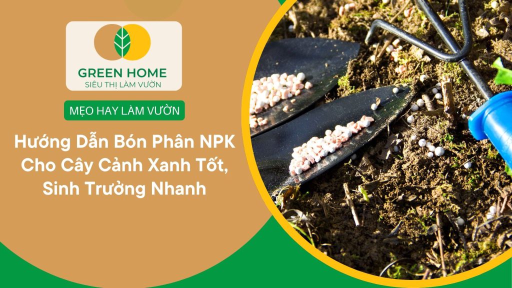 Bón phân NPK cho cây cảnh là bí quyết chăm cây chuyên nghiệp