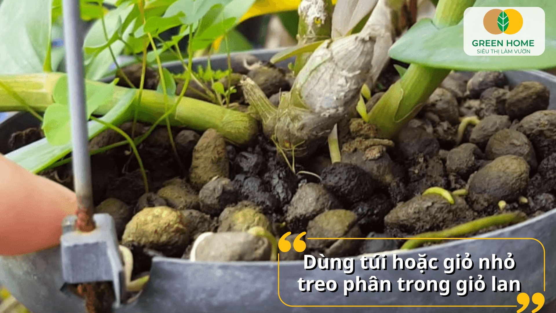 Lan và cây kiểng sinh trưởng tốt nhờ cách bón phân tan chậm