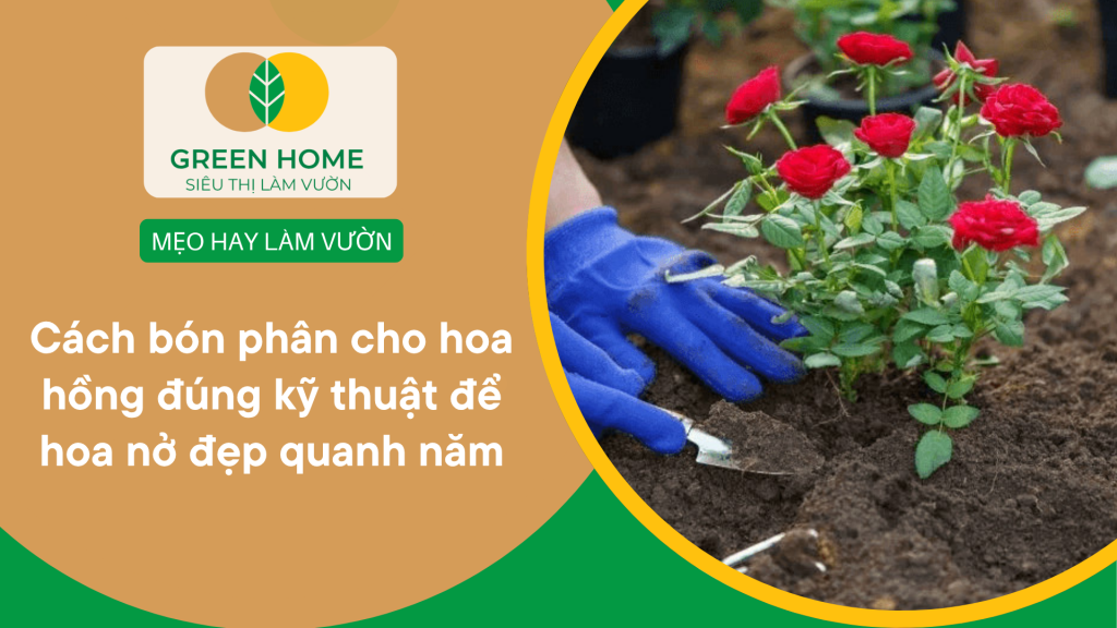 bón phân cho hoa hồng
