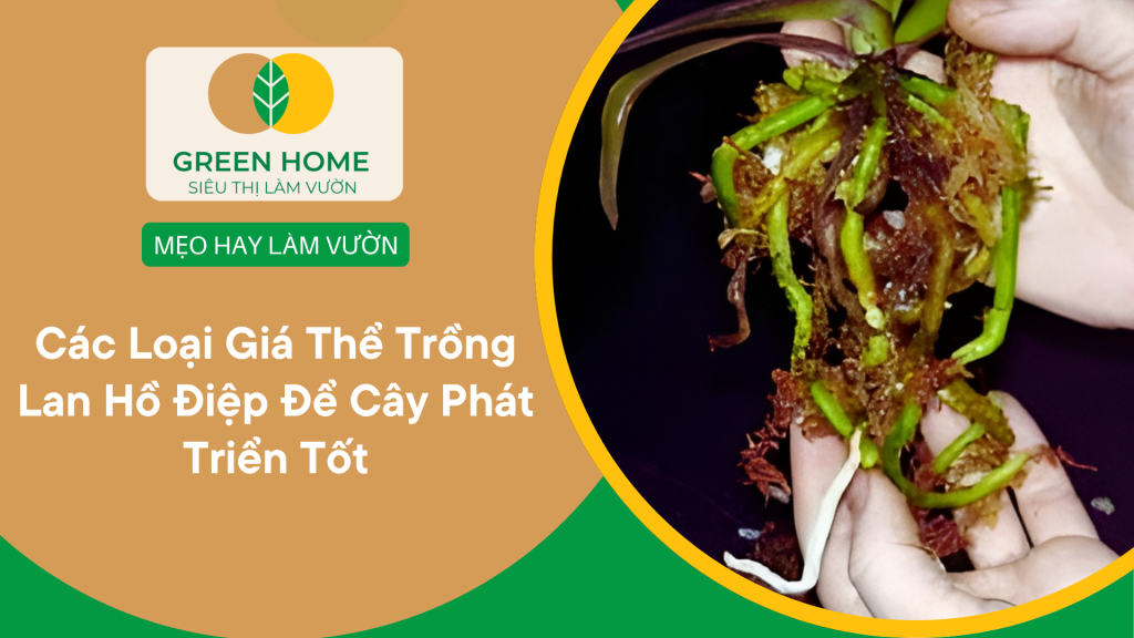 Giá thể trồng lan hồ điệp