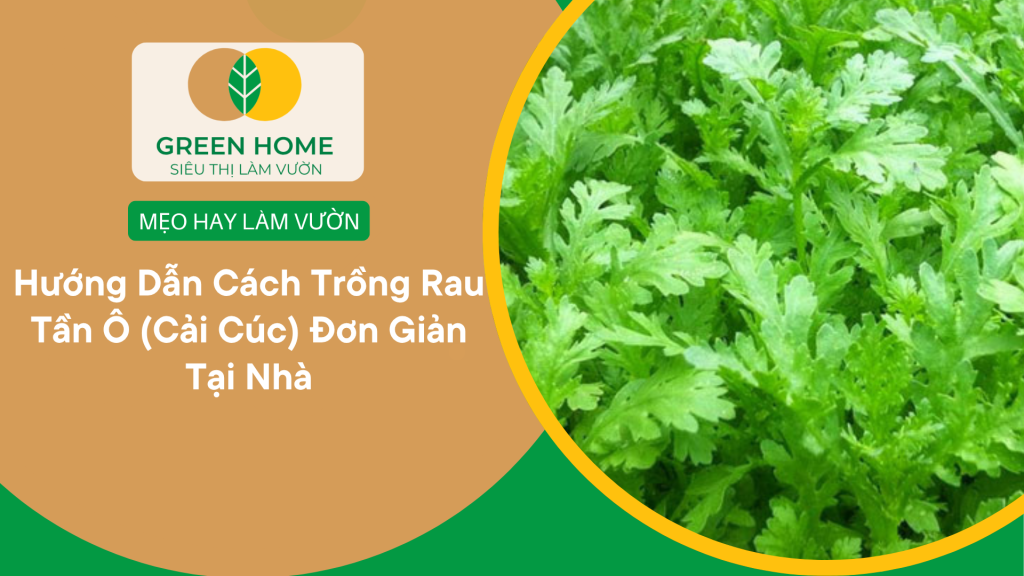 Cách trồng rau tần ô