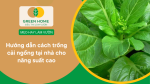Cách trồng cải ngồng