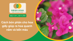 Cách bón phân cho hoa giấy