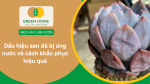 Dấu hiệu sen đá bị úng nước