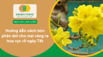 Hướng dẫn cách bón phân dơi cho mai vàng ra hoa rực rỡ ngày Tết