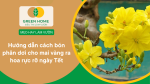Hướng dẫn cách bón phân dơi cho mai vàng ra hoa rực rỡ ngày Tết