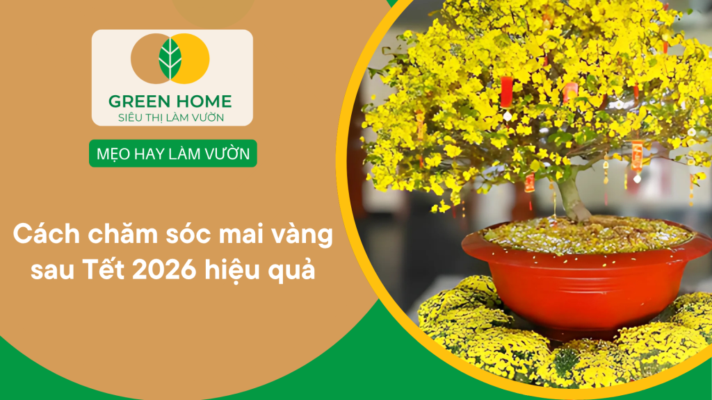 Cách chăm sóc mai vàng sau Tết