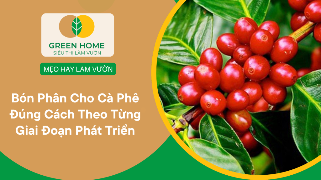 Bón Phân Cho Cà Phê Đúng Cách Theo Từng Giai Đoạn Phát Triển