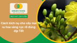 Cách kích nụ cho cây mai