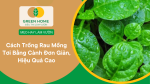 Cách Trồng Rau Mồng Tơi Từ Hạt Đơn Giản, Hiệu Quả Nhất 2025