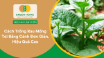 cách trồng rau mồng tơi bằng cành