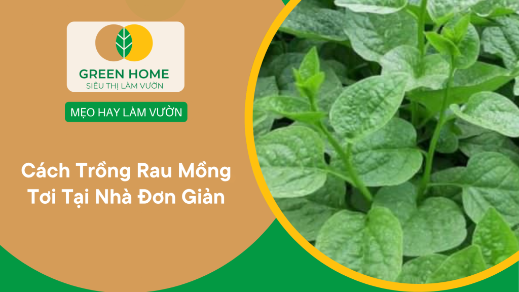 cách trồng rau mồng tơi tại nhà