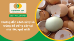 cách xử lý vỏ trứng để trồng cây