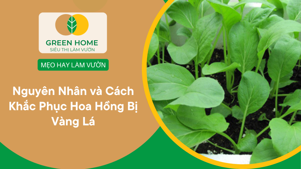 Hướng dẫn chi tiết cách trồng cải ngọt tại nhà cho năng suất cao