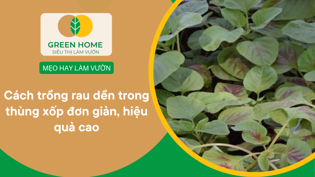 Cách trồng rau dền