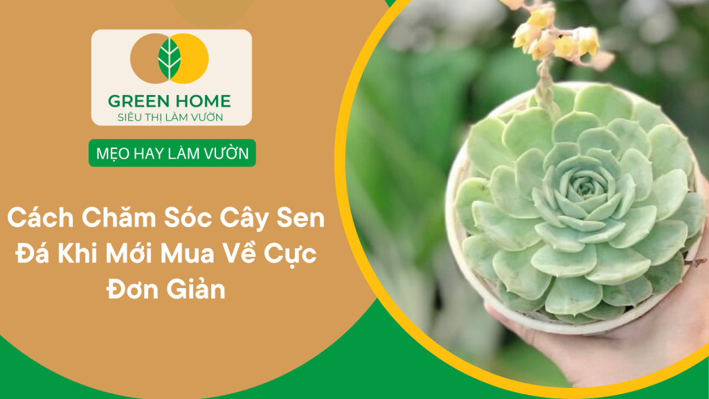 cách chăm sóc cây sen đá