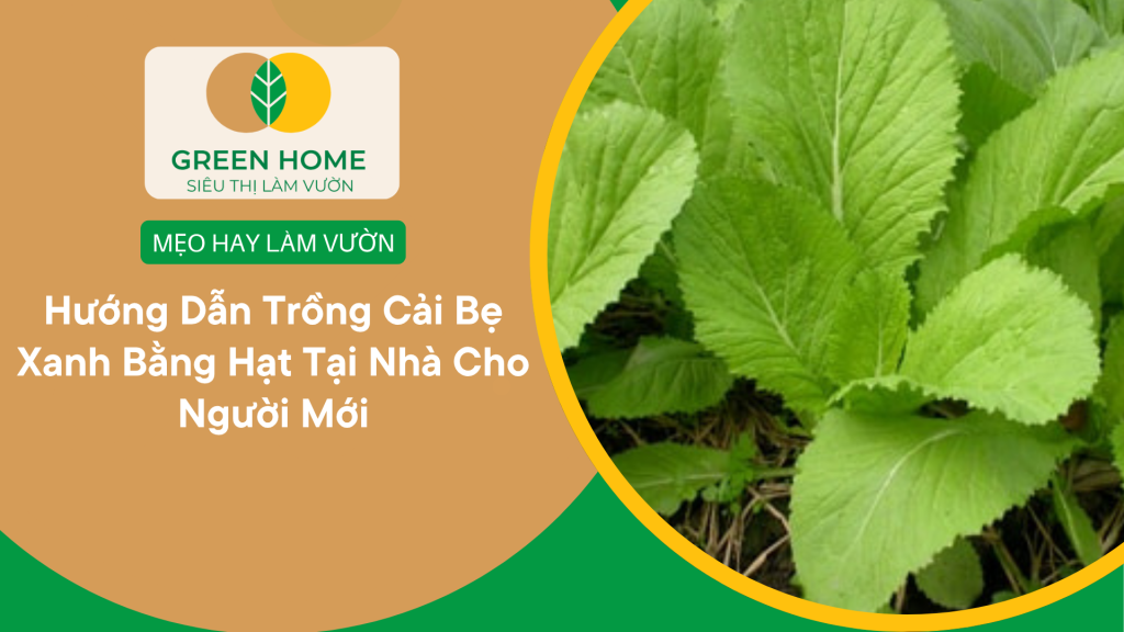 Cách trồng cải bẹ xanh bằng hạt