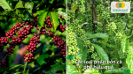 Tăng năng suất, cải thiện chất lượng hạt cà phê nhờ chọn đúng loại phân bón phù hợp từng giai đoạn sinh trưởng