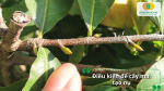 Cây mai cần đủ nắng, đủ dinh dưỡng và được nghỉ ngơi đúng lúc mới tạo nụ đẹp