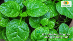 Mồng tới được trồng từ hạt sẽ tươi tốt và thu hoạch được lâu dài