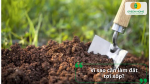 Đất tơi xốp giúp rễ “thở” tốt hơn, hấp thu dinh dưỡng nhanh và hạn chế úng nước