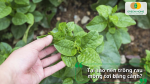 Vì sao nên trồng mồng tơi bằng cành thay vì gieo hạt?