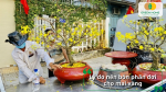 Dinh dưỡng từ phân dơi giúp mai vàng phát triển bền vững, nở hoa vàng rực đúng Tết